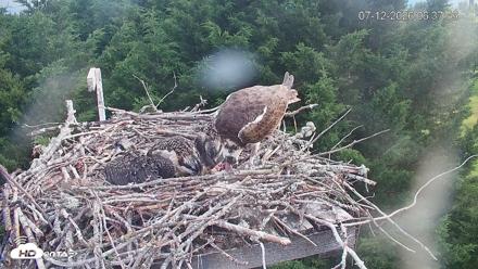 Medina Washington Live Osprey Nest Webcam - Jul 12, 2026, 6:40am PDT