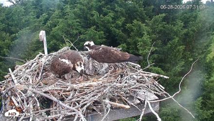 Medina Washington Live Osprey Nest Webcam - Jun 28, 2026, 7:32am PDT