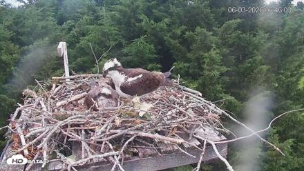 Medina Washington Live Osprey Nest Webcam - Jun 3, 2026, 6:46am PDT