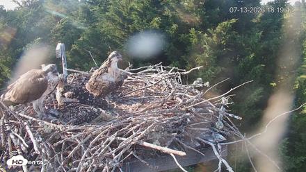 Medina Washington Live Osprey Nest Webcam - Jul 13, 2026, 6:20pm PDT