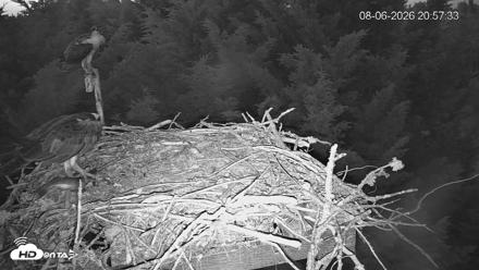 Medina Washington Live Osprey Nest Webcam - Aug 6, 2026, 8:58pm PDT