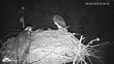 Medina Washington Live Osprey Nest Webcam - Aug 9, 2026, 5:05am PDT