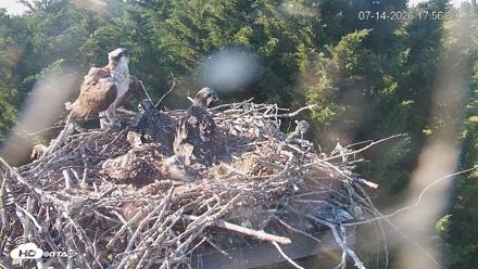 Medina Washington Live Osprey Nest Webcam - Jul 14, 2026, 5:57pm PDT