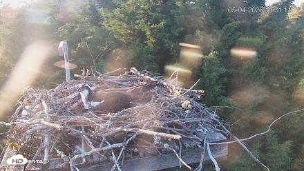 Medina Washington Live Osprey Nest Webcam - May 4, 2026, 7:31pm PDT