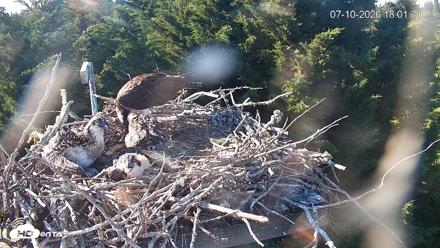 Medina Washington Live Osprey Nest Webcam - Jul 10, 2026, 6:04pm PDT