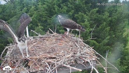 Medina Washington Live Osprey Nest Webcam - Aug 16, 2026, 9:50am PDT
