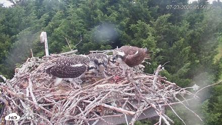 Medina Washington Live Osprey Nest Webcam - Jul 23, 2026, 5:57am PDT