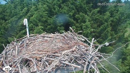 Medina Washington Live Osprey Nest Webcam - Aug 3, 2026, 12:50pm PDT