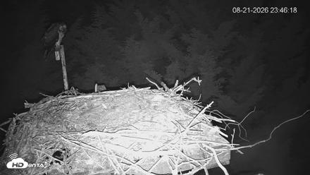 Medina Washington Live Osprey Nest Webcam - Aug 21, 2026, 11:46pm PDT