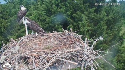 Medina Washington Live Osprey Nest Webcam - Aug 4, 2026, 11:41am PDT