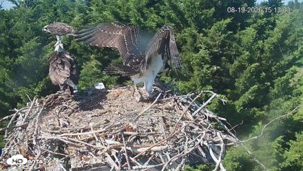 Medina Washington Live Osprey Nest Webcam - Aug 19, 2026, 3:13pm PDT