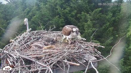 Medina Washington Live Osprey Nest Webcam - Jun 30, 2026, 7:24pm PDT
