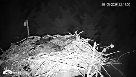 Medina Washington Live Osprey Nest Webcam - Aug 5, 2026, 10:20pm PDT