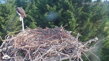Medina Washington Live Osprey Nest Webcam - Aug 8, 2026, 7:18am PDT