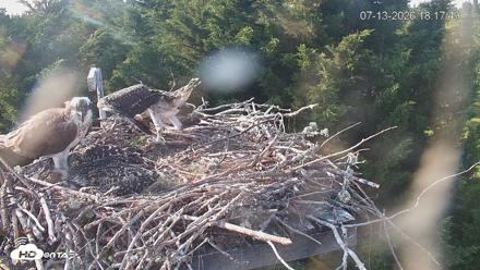 Medina Washington Live Osprey Nest Webcam - Jul 13, 2026, 6:18pm PDT