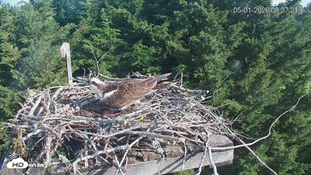 Medina Washington Live Osprey Nest Webcam - May 1, 2026, 8:28am PDT