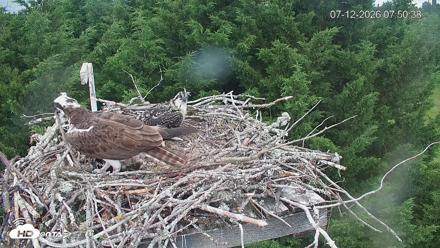 Medina Washington Live Osprey Nest Webcam - Jul 12, 2026, 7:51am PDT