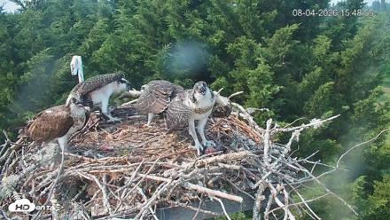 Medina Washington Live Osprey Nest Webcam - Aug 4, 2026, 3:49pm PDT