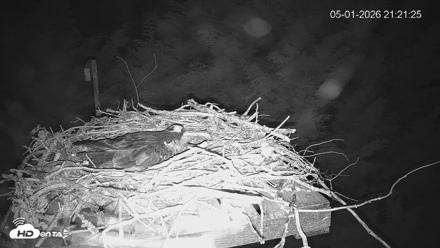 Medina Washington Live Osprey Nest Webcam - May 1, 2026, 9:22pm PDT
