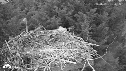 Medina Washington Live Osprey Nest Webcam - Jun 28, 2026, 5:27am PDT