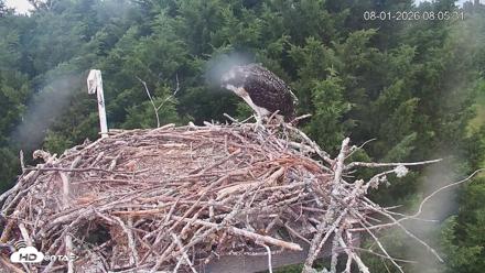 Medina Washington Live Osprey Nest Webcam - Aug 1, 2026, 8:06am PDT