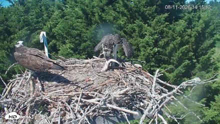 Medina Washington Live Osprey Nest Webcam - Aug 11, 2026, 2:15pm PDT