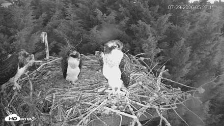 Medina Washington Live Osprey Nest Webcam - Jul 29, 2026, 5:28am PDT