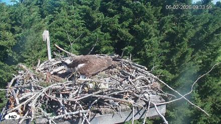 Medina Washington Live Osprey Nest Webcam - Jun 2, 2026, 9:34am PDT