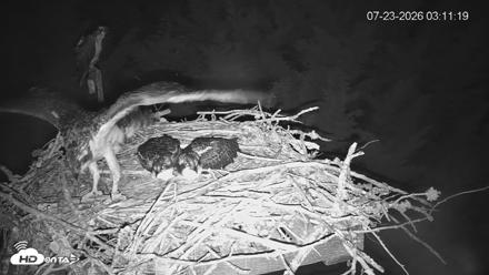 Medina Washington Live Osprey Nest Webcam - Jul 23, 2026, 3:11am PDT