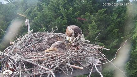 Medina Washington Live Osprey Nest Webcam - Jun 30, 2026, 7:20pm PDT