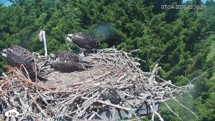 Medina Washington Live Osprey Nest Webcam - Jul 24, 2026, 12:37pm PDT