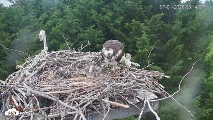 Medina Washington Live Osprey Nest Webcam - Jul 1, 2026, 8:14am PDT