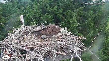 Medina Washington Live Osprey Nest Webcam - Jul 1, 2026, 8:59am PDT