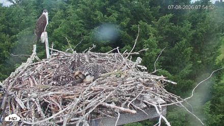Medina Washington Live Osprey Nest Webcam - Jul 8, 2026, 7:55am PDT