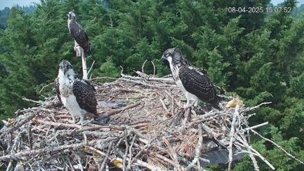 Medina Washington Live Osprey Nest Webcam - Aug 4, 2025, 3:08pm PDT