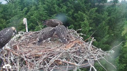 Medina Washington Live Osprey Nest Webcam - Jul 26, 2026, 7:38am PDT