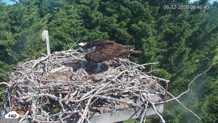 Medina Washington Live Osprey Nest Webcam - Jun 12, 2026, 9:47am PDT