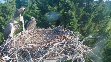 Medina Washington Live Osprey Nest Webcam - Aug 3, 2026, 7:51am PDT