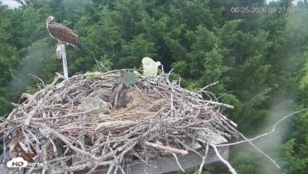 Medina Washington Live Osprey Nest Webcam - Jun 25, 2026, 9:27am PDT