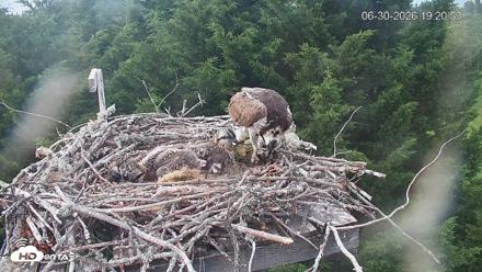 Medina Washington Live Osprey Nest Webcam - Jun 30, 2026, 7:21pm PDT