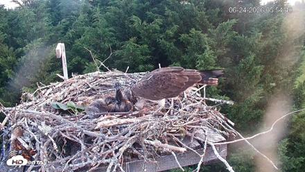 Medina Washington Live Osprey Nest Webcam - Jun 24, 2026, 5:55am PDT