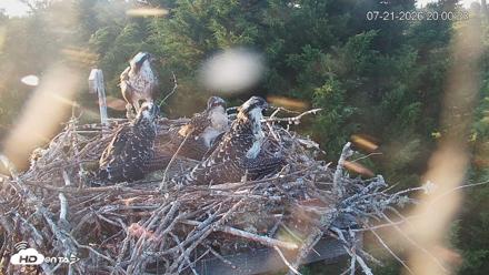 Medina Washington Live Osprey Nest Webcam - Jul 21, 2026, 8:01pm PDT