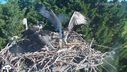 Medina Washington Live Osprey Nest Webcam - Jul 31, 2026, 8:33am PDT