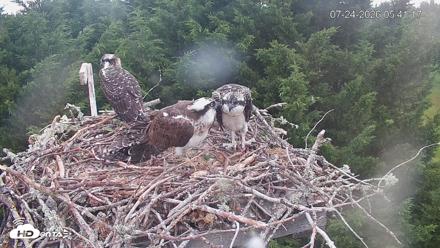 Medina Washington Live Osprey Nest Webcam - Jul 24, 2026, 5:41am PDT