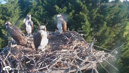 Medina Washington Live Osprey Nest Webcam - Jul 29, 2026, 7:24am PDT