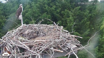 Medina Washington Live Osprey Nest Webcam - Jul 4, 2026, 7:43am PDT