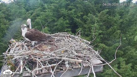 Medina Washington Live Osprey Nest Webcam - Apr 28, 2026, 2:15pm PDT