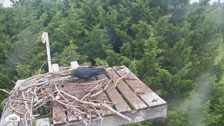 Medina Washington Live Osprey Nest Webcam - Sep 18, 2026, 9:49am PDT