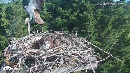 Medina Washington Live Osprey Nest Webcam - May 14, 2026, 7:58am PDT