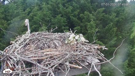 Medina Washington Live Osprey Nest Webcam - Jul 1, 2026, 7:50am PDT